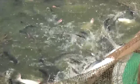 SẢN LƯỢNG THỦY SẢN 8 THÁNG NĂM 2023 ƯỚC ĐẠT HƠN 5,9 TRIỆU TẤN