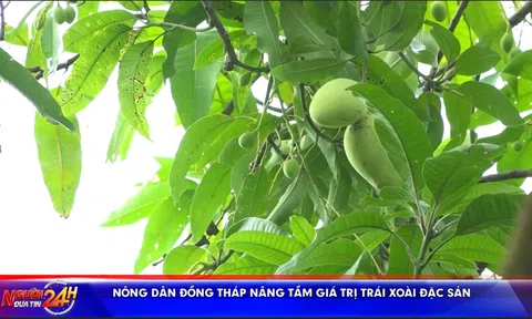NÔNG DÂN ĐỒNG THÁP NÂNG TẦM GIÁ TRỊ TRÁI XOÀI ĐẶC SẢN