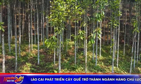 LÀO CAI PHÁT TRIỂN CÂY QUẾ  TRỞ THÀNH NGÀNH HÀNG CHỦ LỰC