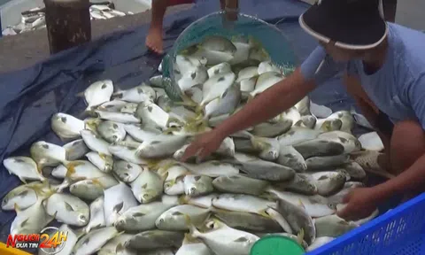 THU HOẠCH CÁ CHIM TRÊN VỊNH NHA TRANG