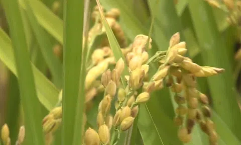 DOANH NGHIỆP XUẤT KHẨU GẠO CẦN ĐẢM BẢO NGUỒN CUNG