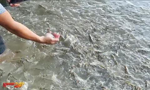 ĐÀN CÁ TỰ NHIÊN NỔI KÍN CẢ BẾN SÔNG Ở TÂY NINH