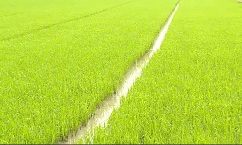 DỰ KIẾN CÓ 12.000 TỈ ĐỒNG ĐẦU TƯ VÀO ĐỀ ÁN PHÁT TRIỂN BỀN VỮNG 1 TRIỆU HA LÚA ĐBSCL