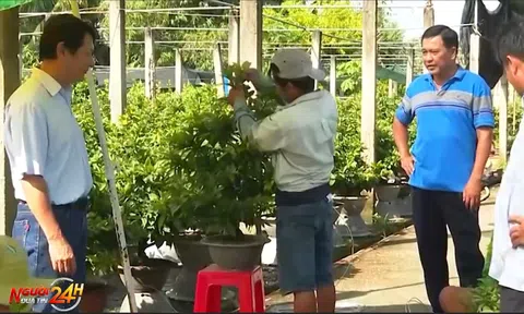 NHÀ VƯỜN Ở BẾN TRE TẤT BẬT CHĂM SÓC BONSAI MAI VÀNG PHỤC VỤ TẾT