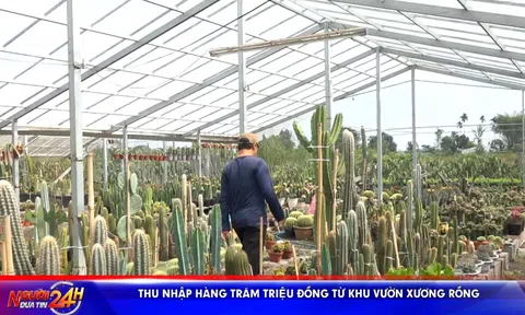 THU NHẬP HÀNG TRĂM TRIỆU ĐỒNG TỪ KHU VƯỜN XƯƠNG RỒNG