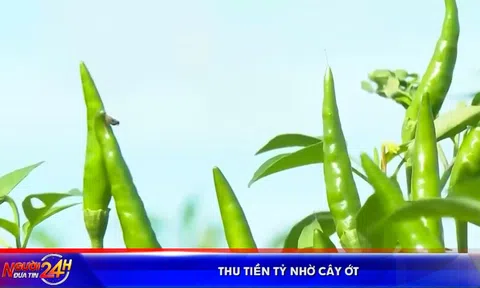 THU TIỀN TỶ NHỜ CÂY ỚT