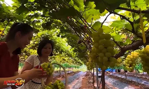 THÀNH CÔNG NHỜ TRỒNG GIỐNG NHO NGOẠI