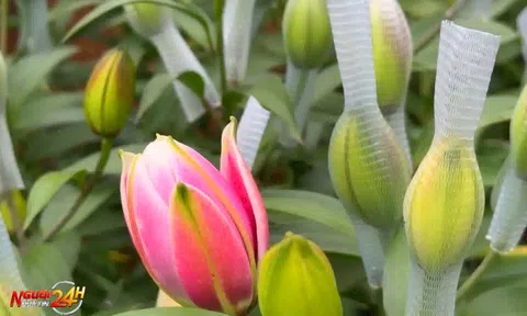 HOA LY ĐÀ LẠT VÀO VỤ TẾT VÀ NỖI LO CỦA NGƯỜI TRỒNG