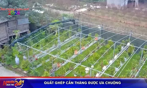QUẤT GHÉP CẦN THĂNG ĐƯỢC ƯA CHUỘNG