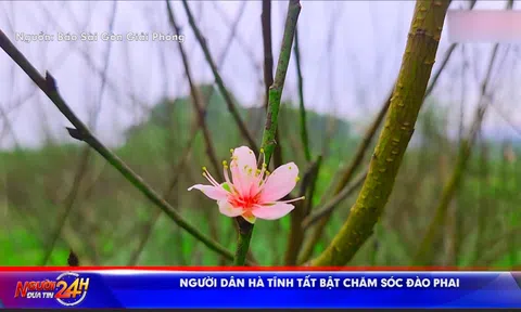 NGƯỜI DÂN HÀ TĨNH TẤT BẬT CHĂM SÓC ĐÀO PHAI