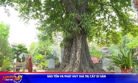 BẢO TỒN VÀ PHÁT HUY GIÁ TRỊ CÂY DI SẢN