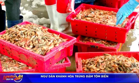 NGƯ DÂN KHÁNH HÒA TRÚNG ĐẬM TÔM BIỂN
