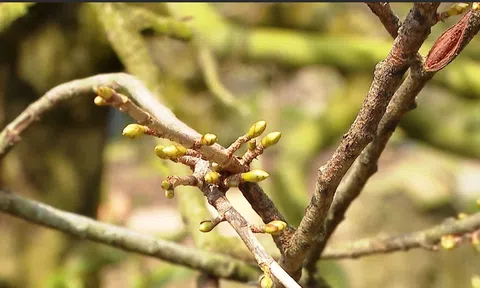 LÀNG MAI VÀNG PHƯỚC ĐỊNH RỘN RÀNG MÙA TẾT