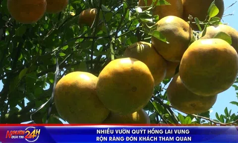 NHIỀU VƯỜN QUÝT HỒNG LAI VUNG RỘN RÀNG ĐÓN KHÁCH THAM QUAN