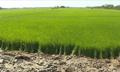 BỘ NÔNG NGHIỆP VÀ PHÁT TRIỂN NÔNG THÔN CHỈ ĐẠO TĂNG CƯỜNG THỰC HIỆN CÁC GIẢI PHÁP PHÒNG, CHỐNG HẠN HÁN, THIẾU NƯỚC, XÂM NHẬP MẶN