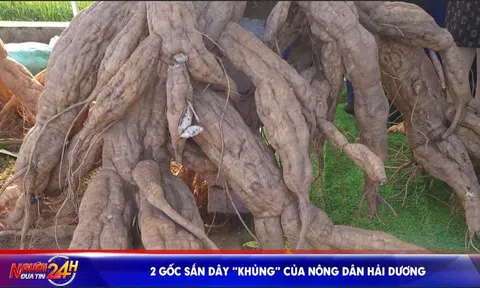 2 GỐC SẮN DÂY “KHỦNG” CỦA NÔNG DÂN HẢI DƯƠNG