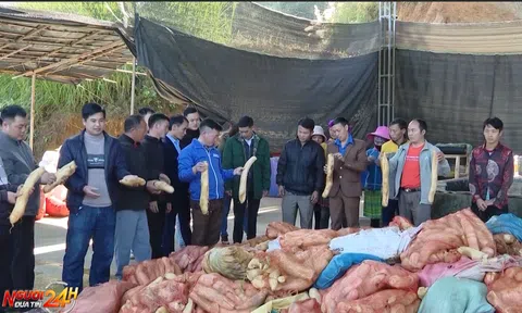 HÀ GIANG XUẤT KHẨU CỦ CẢI MUỐI SANG NHẬT BẢN