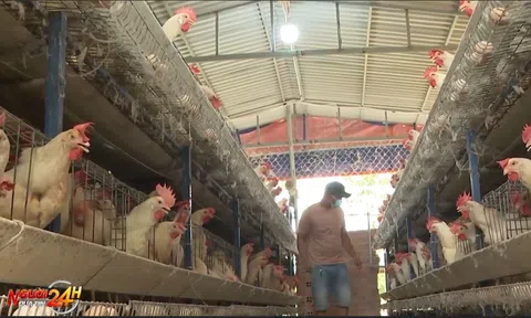 THU NHẬP ỔN ĐỊNH NHỜ NUÔI GÀ AI CẬP SIÊU TRỨNG