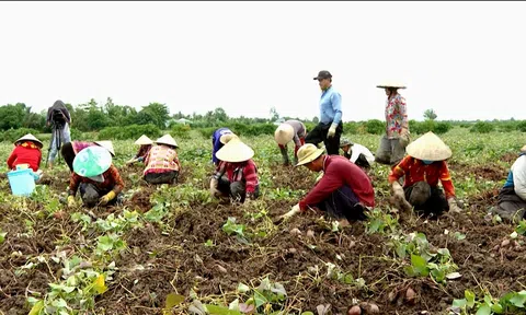 NÔNG DÂN VĨNH LONG GIEO TRỒNG HƠN 6.000HA MÀU CÁC LOẠI