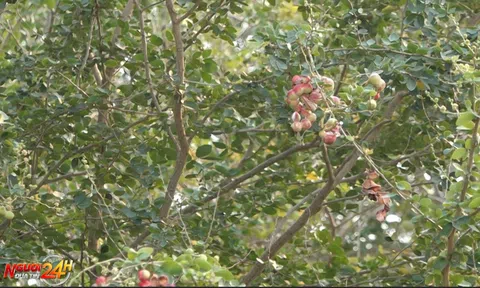 ME NƯỚC VÀO MÙA, GỢI NHỚ KÝ ỨC TUỔI THƠ