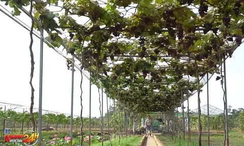 NHO NINH THUẬN BÉN RỄ TRÊN ĐẤT CÀ MAU