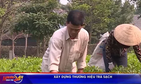 XÂY DỰNG THƯƠNG HIỆU TRÀ SẠCH
