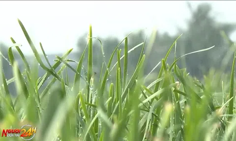 THU NHẬP ỔN ĐỊNH NHỜ TRỒNG HẸ