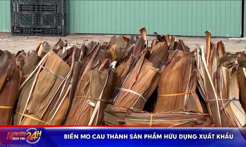 BIẾN MO CAU THÀNH SẢN PHẨM HỮU DỤNG XUẤT KHẨU