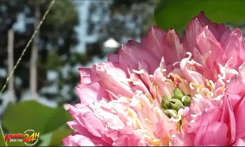 TRỒNG 10.000 CHẬU SEN CUNG CẤP CHO THỊ TRƯỜNG DỊP LỄ HỘI SEN HỒNG ĐỒNG THÁP