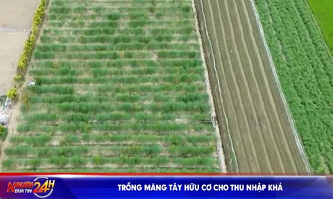 Trồng măng tây hữu cơ cho thu nhập khá