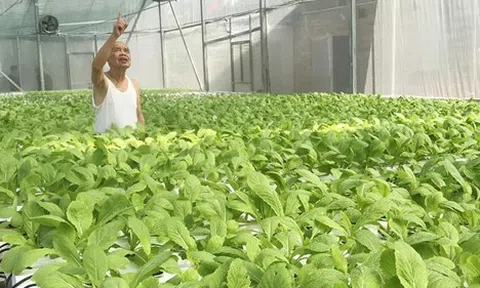 Mô hình trồng rau thủy canh sạch của vị Đại tá về hưu