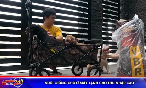 NUÔI GIỐNG CHÓ Ở MÁY LẠNH CHO THU NHẬP CAO