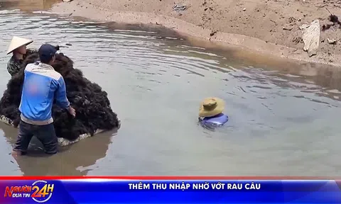 THÊM THU NHẬP NHỜ VỚT RAU CÂU