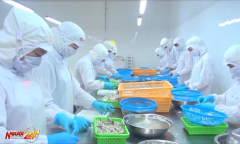 NGÀNH TÔM ỔN ĐỊNH SẢN XUẤT CHỜ CƠ HỘI PHỤC HỒI