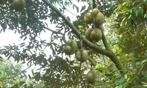 TĂNG CƯỜNG KIỂM DỊCH THỰC VẬT TẠI CÁC VÙNG TRỒNG, CƠ SỞ ĐÓNG GÓI XUẤT KHẨU NÔNG SẢN