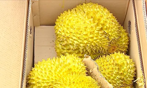 XUẤT KHẨU SẦU RIÊNG TĂNG 19 LẦN