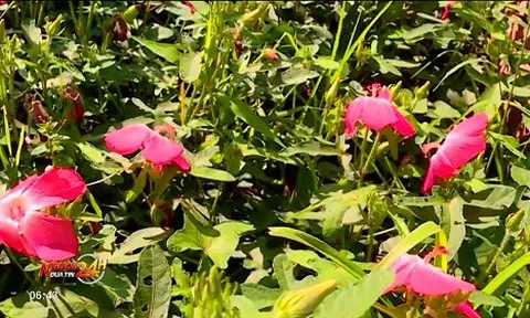 MÔ HÌNH PHÁT TRIỂN DƯỢC LIỆU GẮN VỚI NÔNG NGHIỆP VÀ DU LỊCH