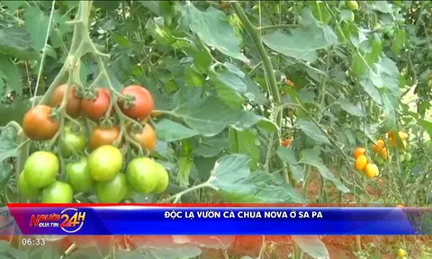 ĐỘC LẠ VƯỜN CÀ CHUA NOVA Ở SA PA