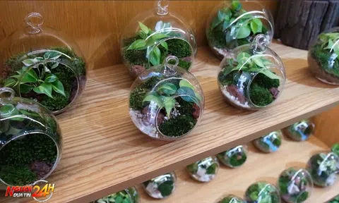 ĐỘC ĐÁO TRANH ĐƯỢC LÀM TỪ RÊU