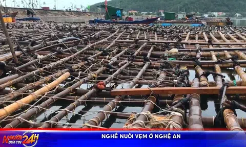 NGHỀ NUÔI VẸM Ở NGHỆ AN