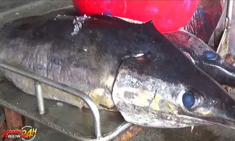 NGƯ DÂN KHÁNH HÒA TRÚNG CÁ MÚ ĐEN, CÁ CỜ BIỂN KHỔNG LỒ